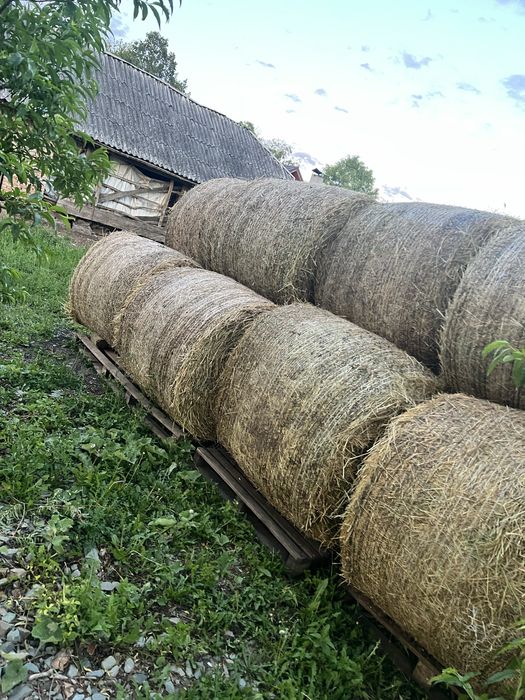 Baloți  lucernă.