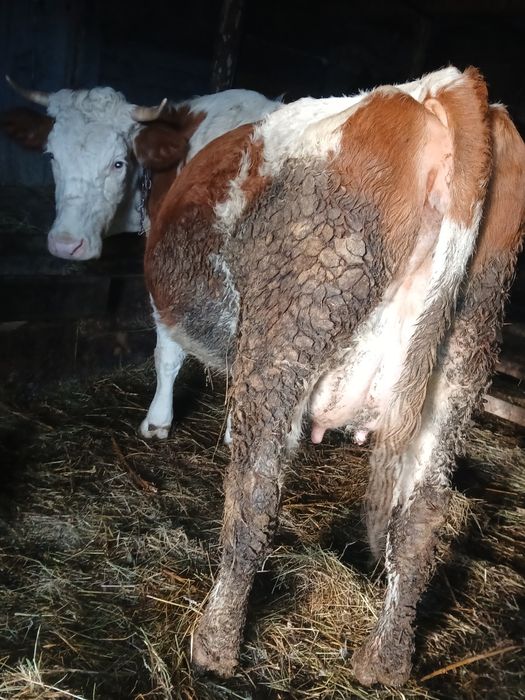 Vând vaca fătata de o luna