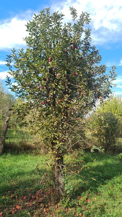 teren intravilan, 1300 mp, cu constructie si livada imprejmuit,asfalt,