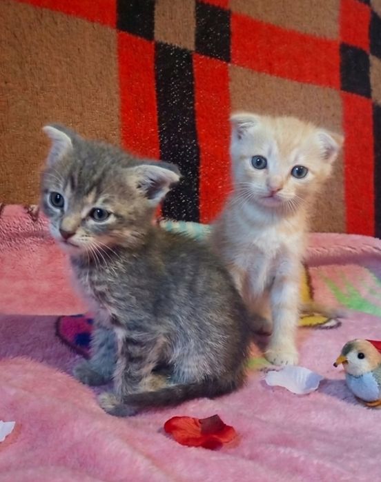 Отдам котят мальчики