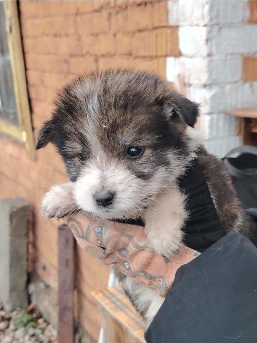 Отдам щенка в добрые руки