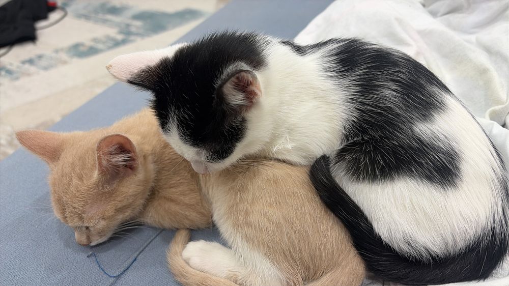 котенок 2 месяца