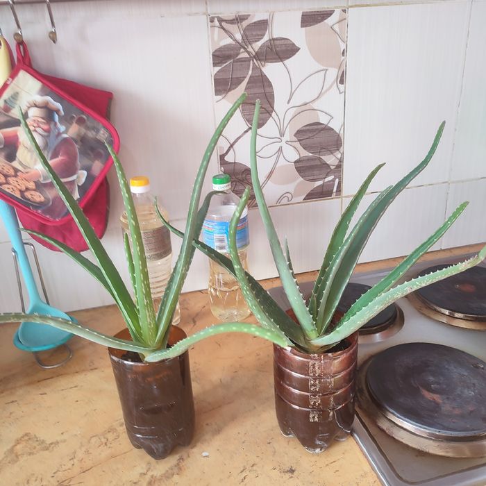 Лечебный Алоэ вера