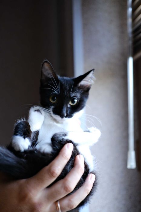 котенок в любящую семью