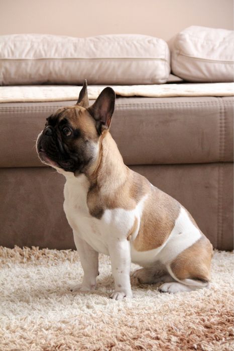 Французский бульдог вязка