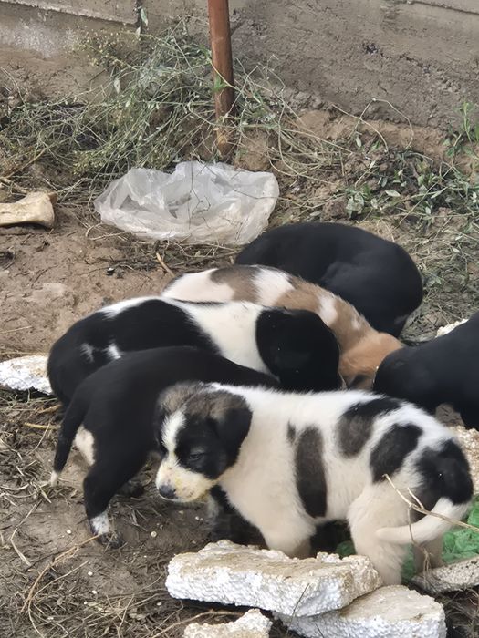 Отдам в добрые руки  щенки.