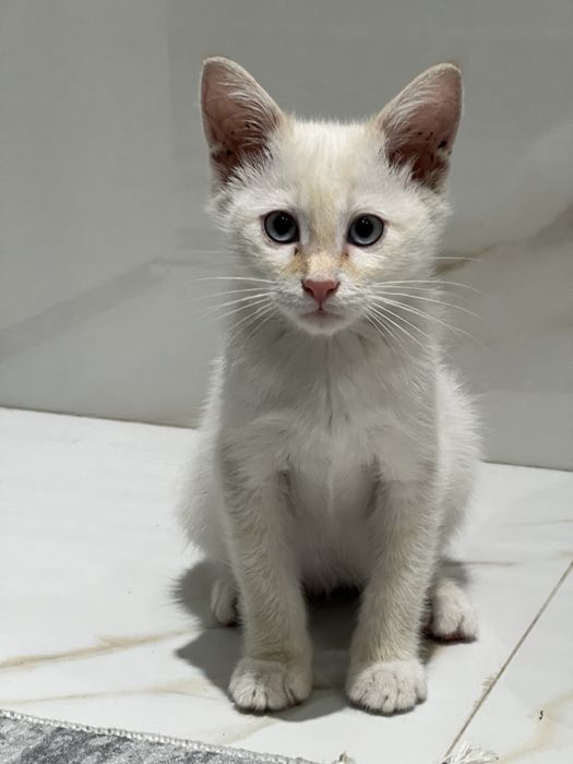 Котенок в добрые руки