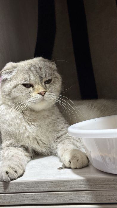 Sotiladi Skotish fold