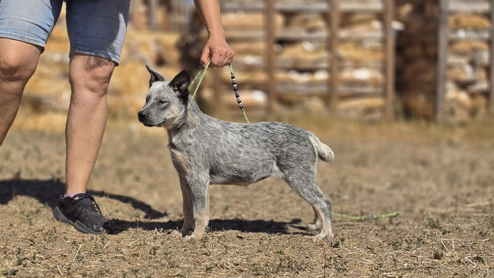 Australian Cattle Dog femela