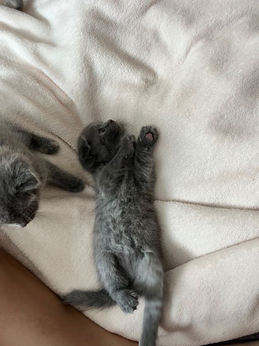 Продаю котят вислаушки