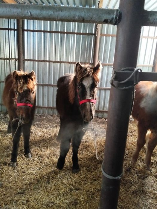 Двое жеребят екі Жабағы