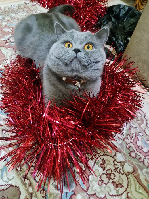 Вязка, кот Бакс страйт.