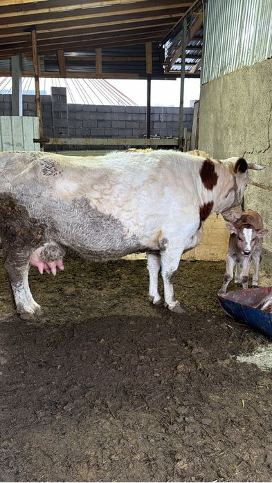 Продаётся корова с теленком