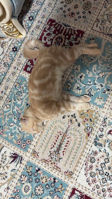 Пропал кот, кличка писо