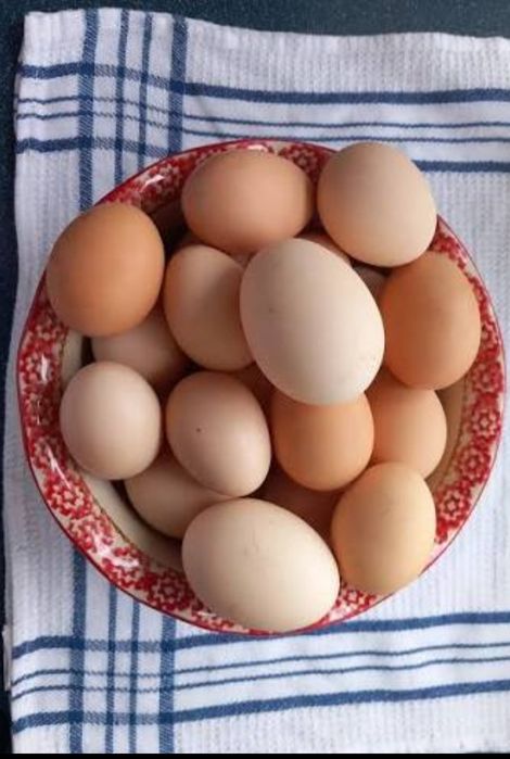 Oua bio de la gaini hrănite natural