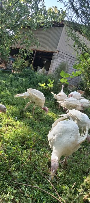 Big 6 kurkalari bor sotiladgon kere bosa tel qilylar kilosi 10 kilo