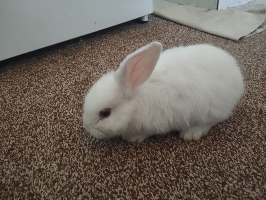 Karlik baran quyon almaz glaz