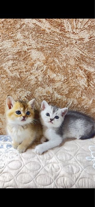 Продаются котята , золотая и серебристая шиншилла