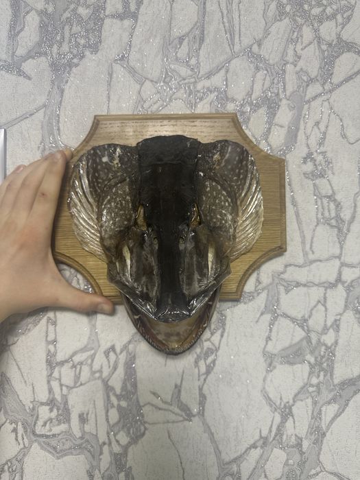 Продам сувенир из трофейной щуки