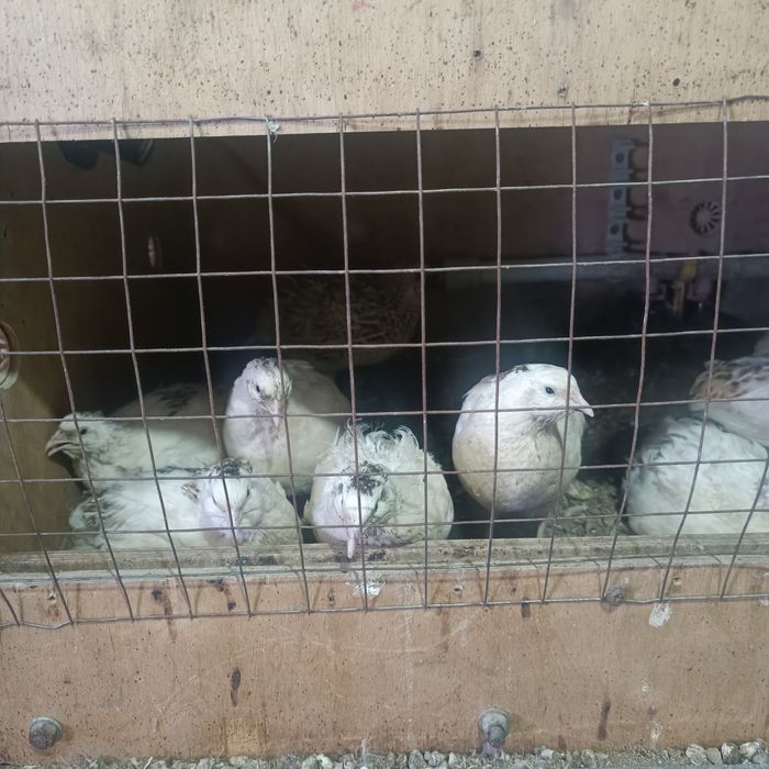 Продам перепелок