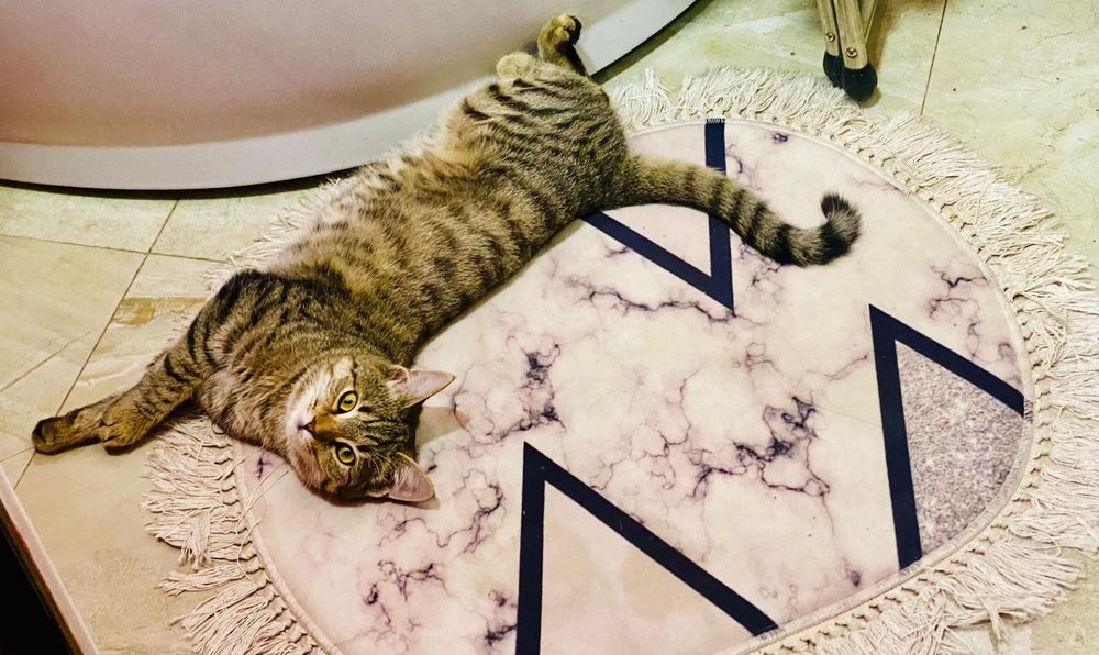 Стерилизаванная кошечка ищет дом