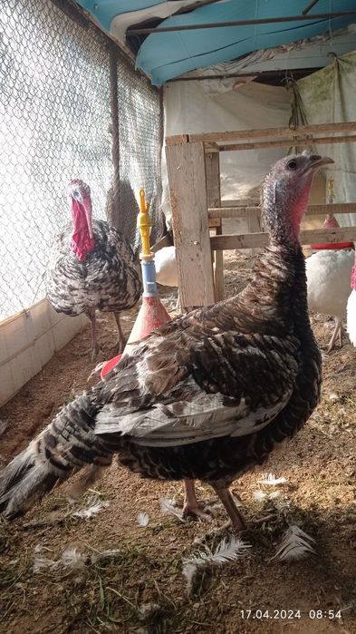 Продаю домашних индюков 7 шт