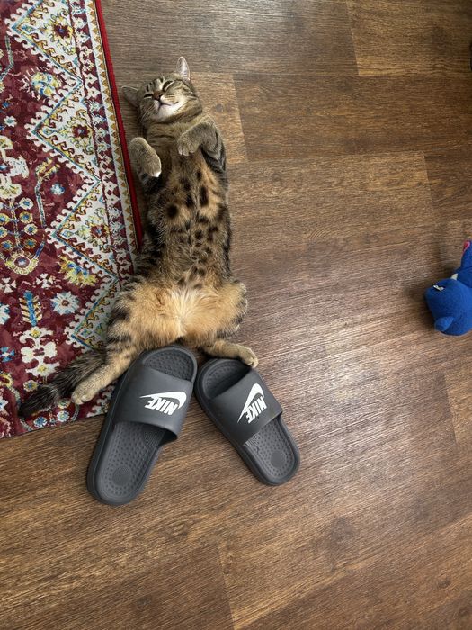 Отдам кошку в хорошие руки