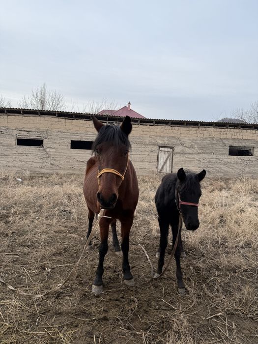 Бие құлынды буаз