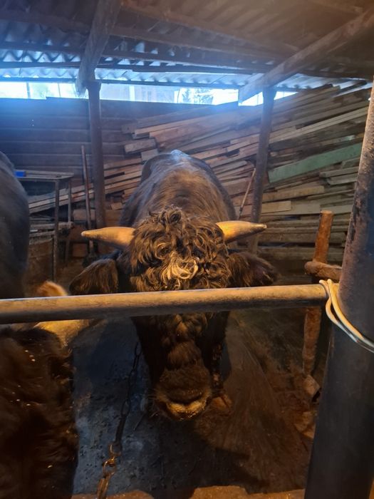 Продам быка возраст 2 года!