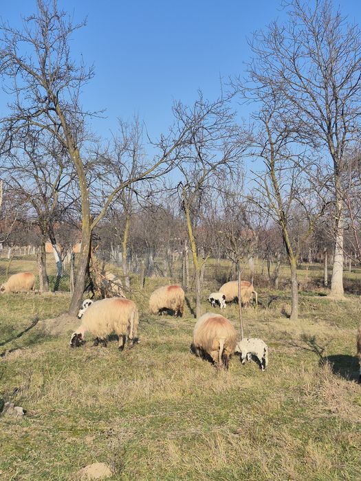 Oi cu miei de vanzare