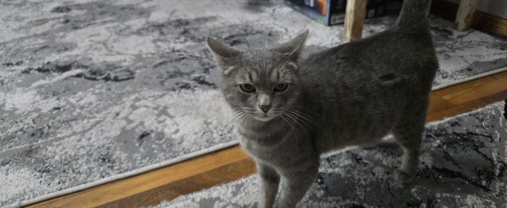 Беременная кошка, в хорошие руки