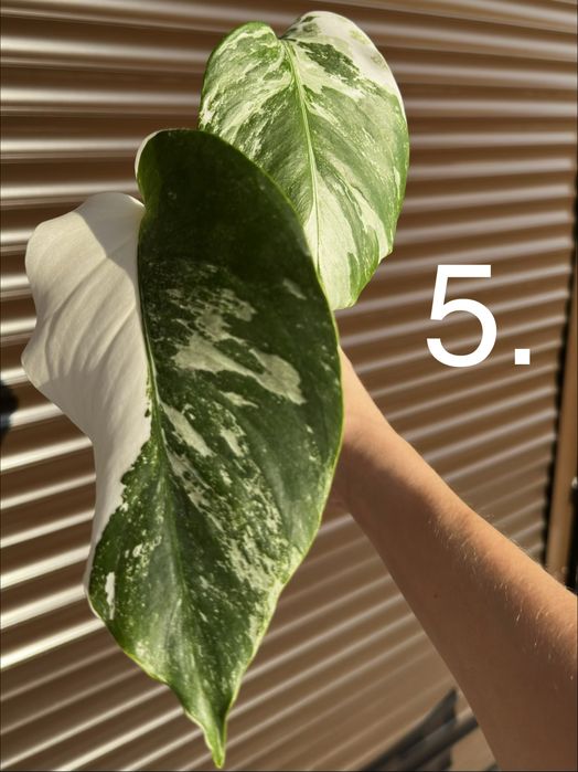 Monstera Albo Variegated (Монстера Албинос)