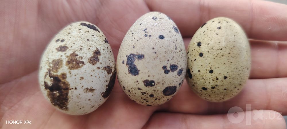 Inkubatsion bedana tuxum