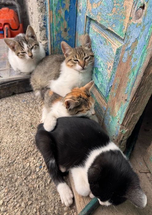 DONEZ pui de pisică