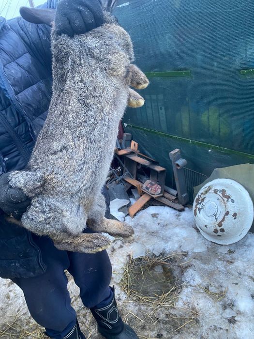 Продам кролика Фландр