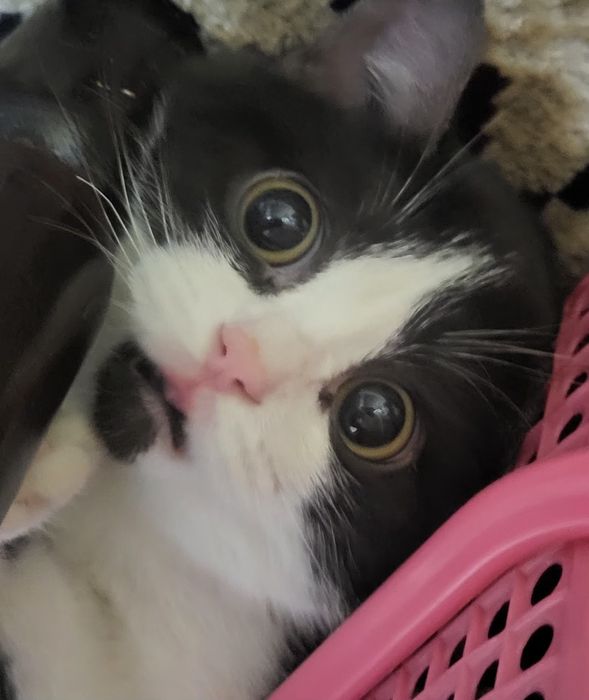 Малышка ищет дом и любящую семью