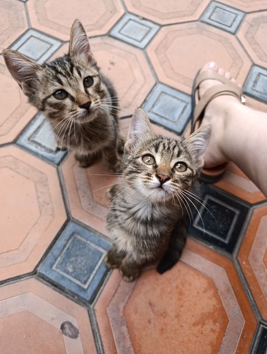 Отдам котят в хорошие руки БЕСПЛАТНО. 4 ШТУКИ. 2 месяца и 2 недели.