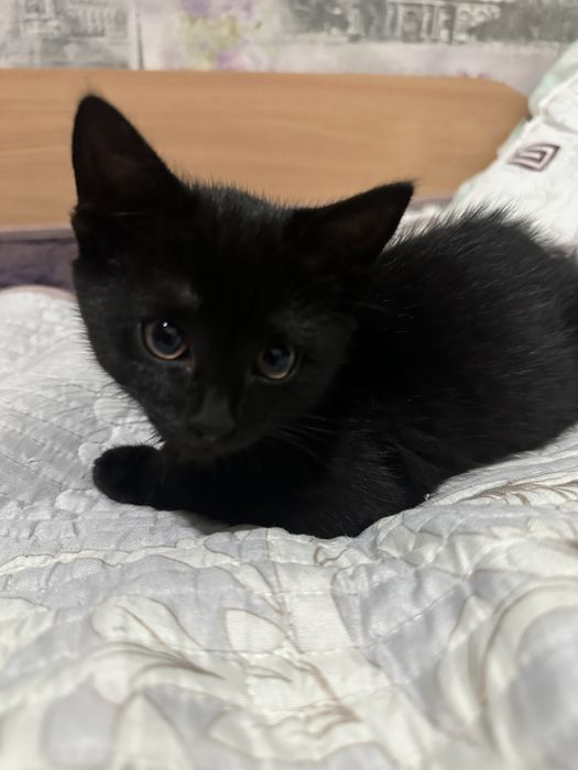 Котенок ищет Дом