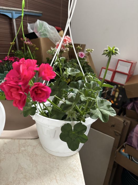 Мушкато, сакъзчета, маргаритки