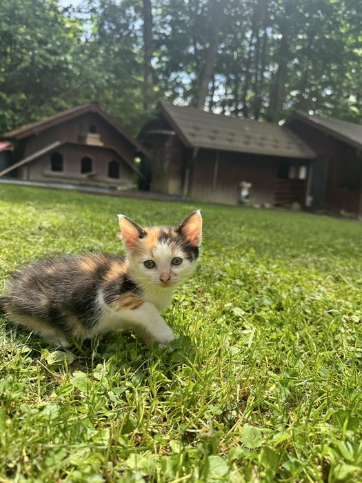 donat pisici 6 saptamani