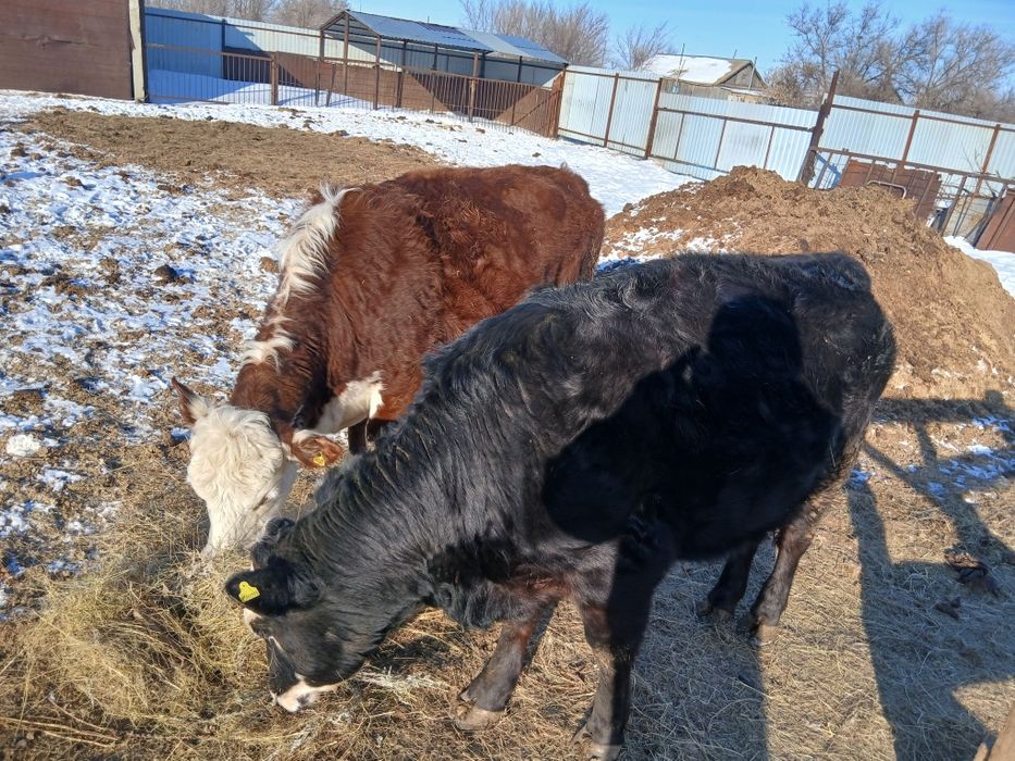 Акбас и смесь Ангуса
