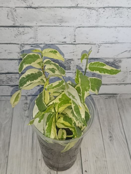 Продам цветы сортовые