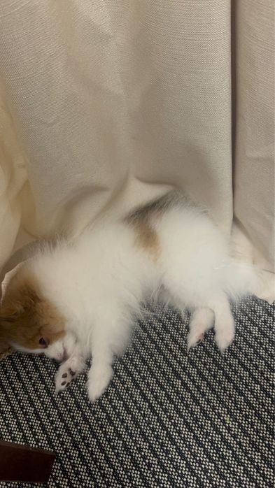 Продается Немецкий Шпиц!