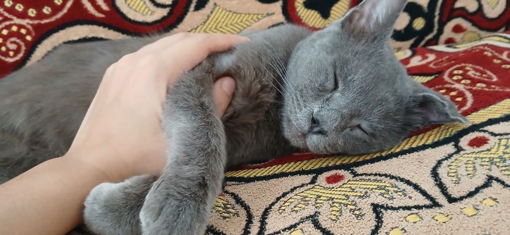Русская голубая мушук