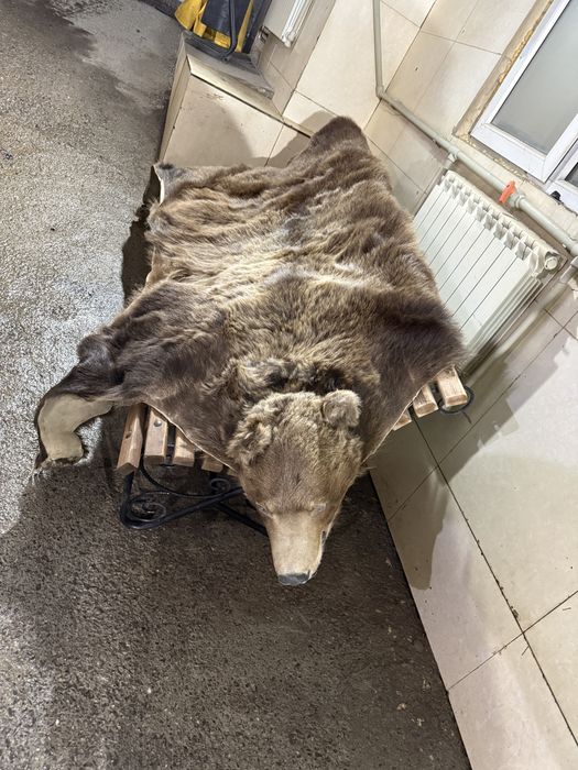 Продам медведя, ковер из медведя.