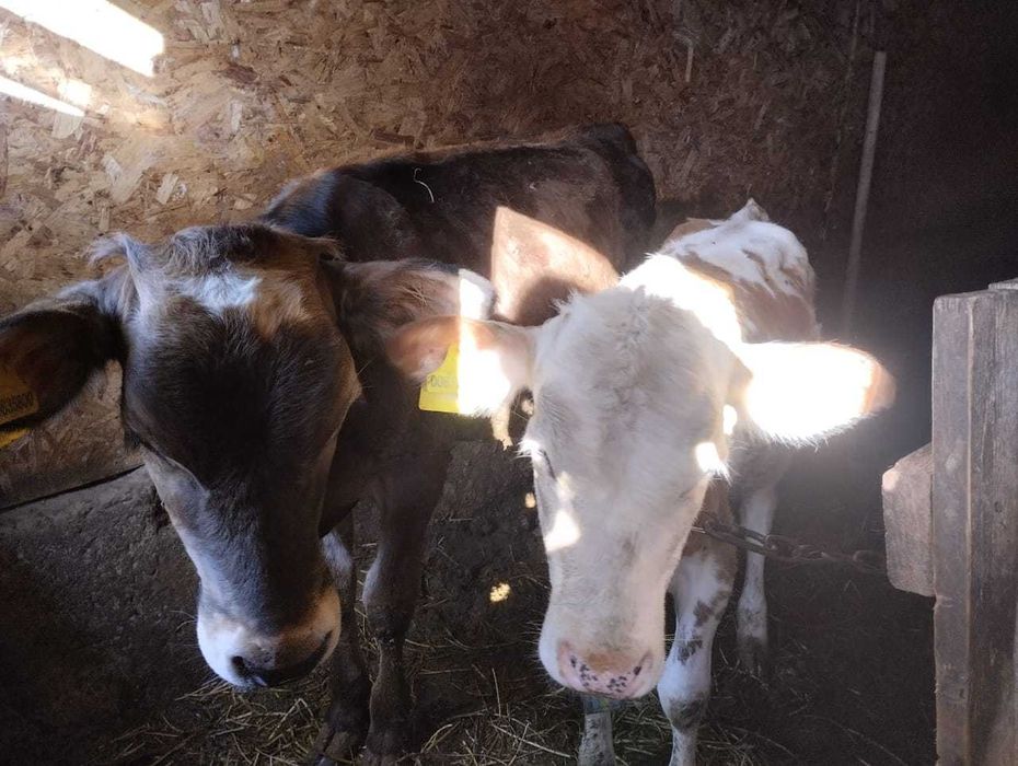 Продам две коровы