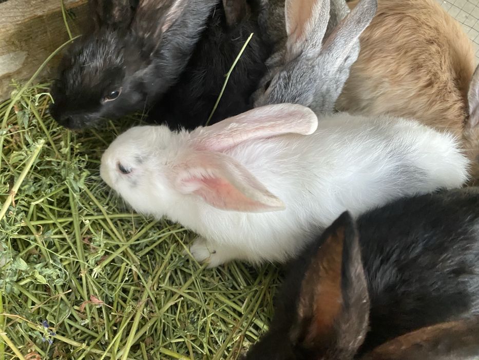 Quyonlar bor 80.000dan