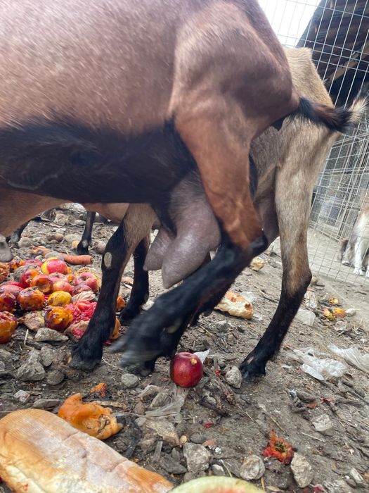 Capre de vânzare – bune de lapte, crescute la țară