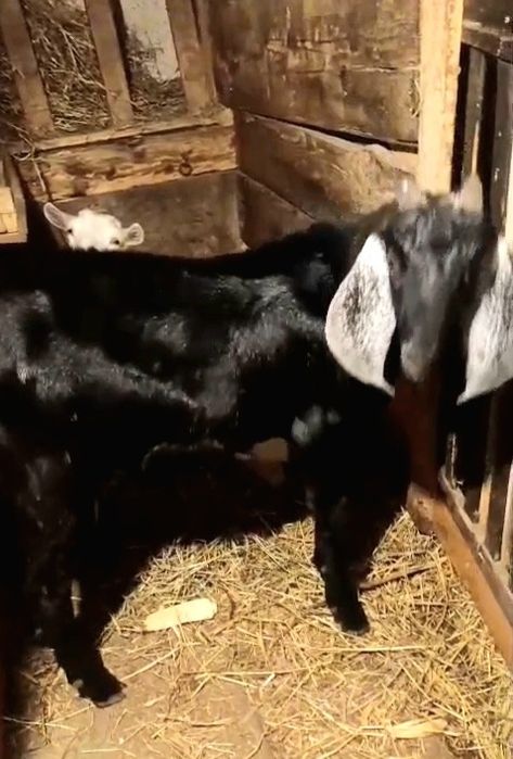 Țap anglonubian apt de montă