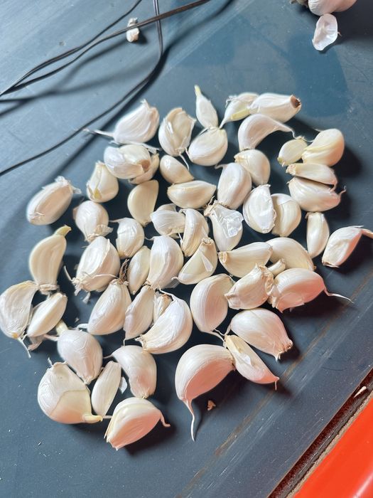 Usturoi de pus in pamant